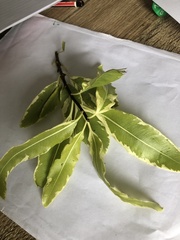 Pittosporum eugenioides