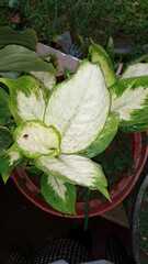 Aglaonema commutatum
