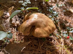 Tricholoma equestre