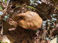 Tricholoma equestre