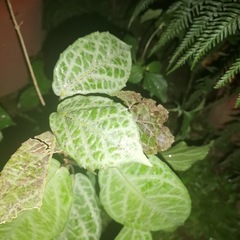 Fittonia albivenis