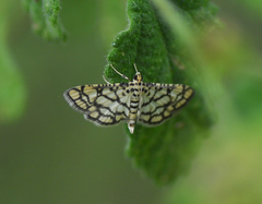 Spilomelinae