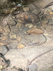 Rhinichthys atratulus