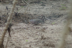 Columbina passerina