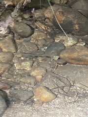 Rhinichthys atratulus