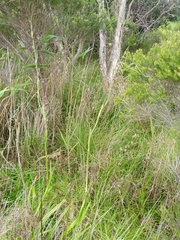 Dianella