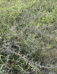 Vachellia farnesiana