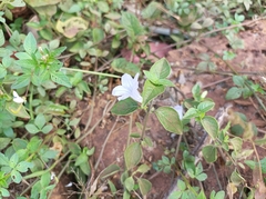 Ruellia prostrata