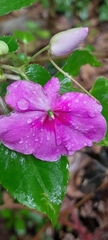 Impatiens walleriana image