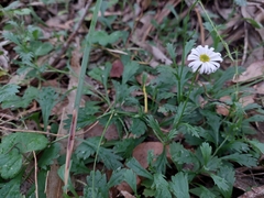 Brachyscome salkiniae