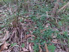 Brachyscome salkiniae