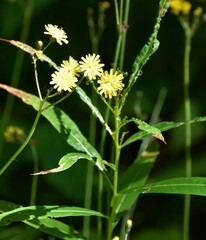 Pilosella caespitosa