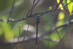 Triacanthagyna trifida