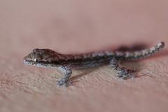 Lepidodactylus lugubris