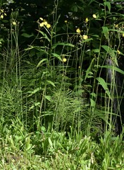 Pilosella caespitosa