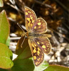 Carterocephalus mandan