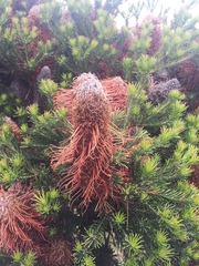 Banksia ericifolia