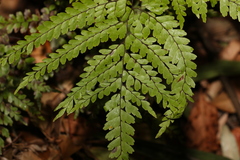 Adiantum formosum