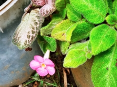 Episcia