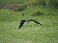Himantopus mexicanus knudseni