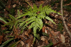 Adiantum formosum