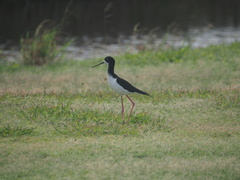 Himantopus mexicanus knudseni