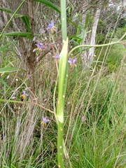 Dianella