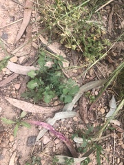 Arctotheca calendula