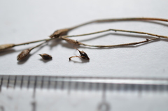 Eleocharis quinqueflora