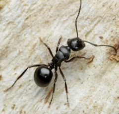 Polyrhachis patiens