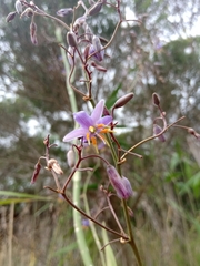 Dianella