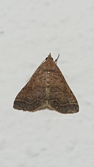 Bleptina caradrinalis