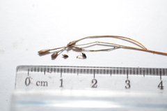 Eleocharis quinqueflora