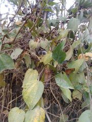 Passiflora bogotensis