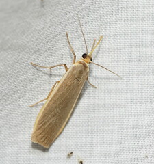 Palaeosia bicosta