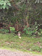 Sylvilagus floridanus