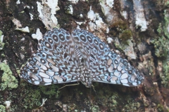 Hamadryas feronia