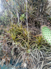 Tillandsia incarnata
