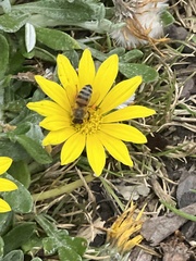 Apis mellifera