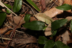 Tripladenia cunninghamii