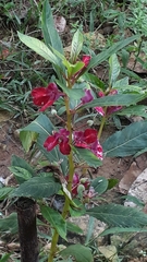 Impatiens balsamina image