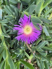 Carpobrotus