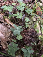 Oxalis griffithii