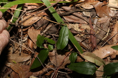 Tripladenia cunninghamii