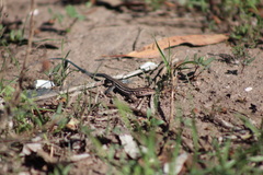 Aspidoscelis hyperythrus