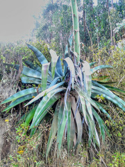 Agave cordillerensis