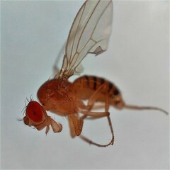 Drosophila melanogaster