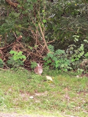 Sylvilagus floridanus