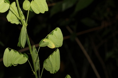 Senna pendula glabrata