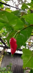 Capsicum annuum